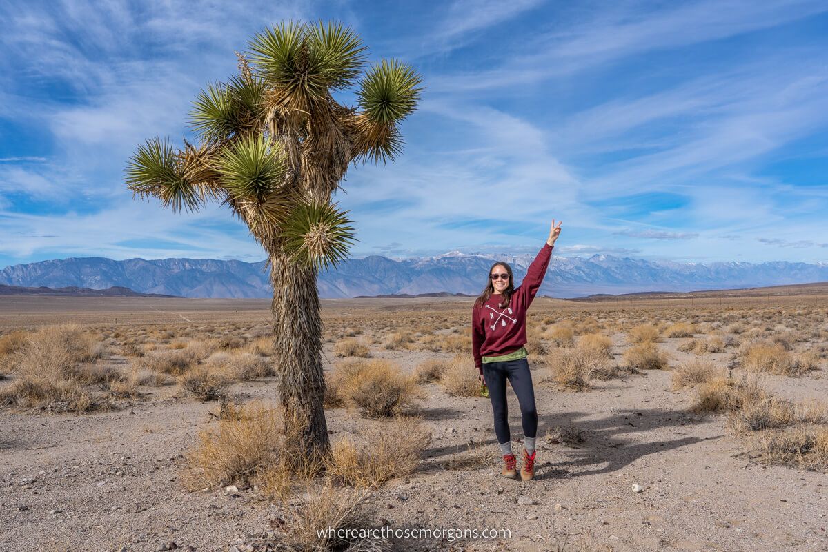 Tourist stood next to a Joshua Tree with arm raised in the sky in Death Valley with mountains in the background on a sunny day