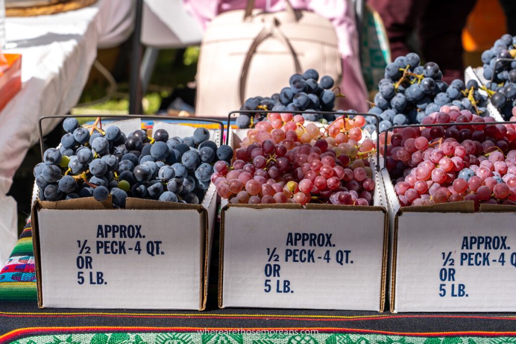 Red and purple grapes for sale in the finger lakes