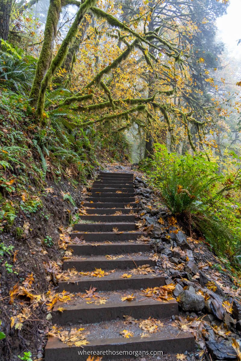 Steps built into a forest trail leading underneath overhanging tree branches