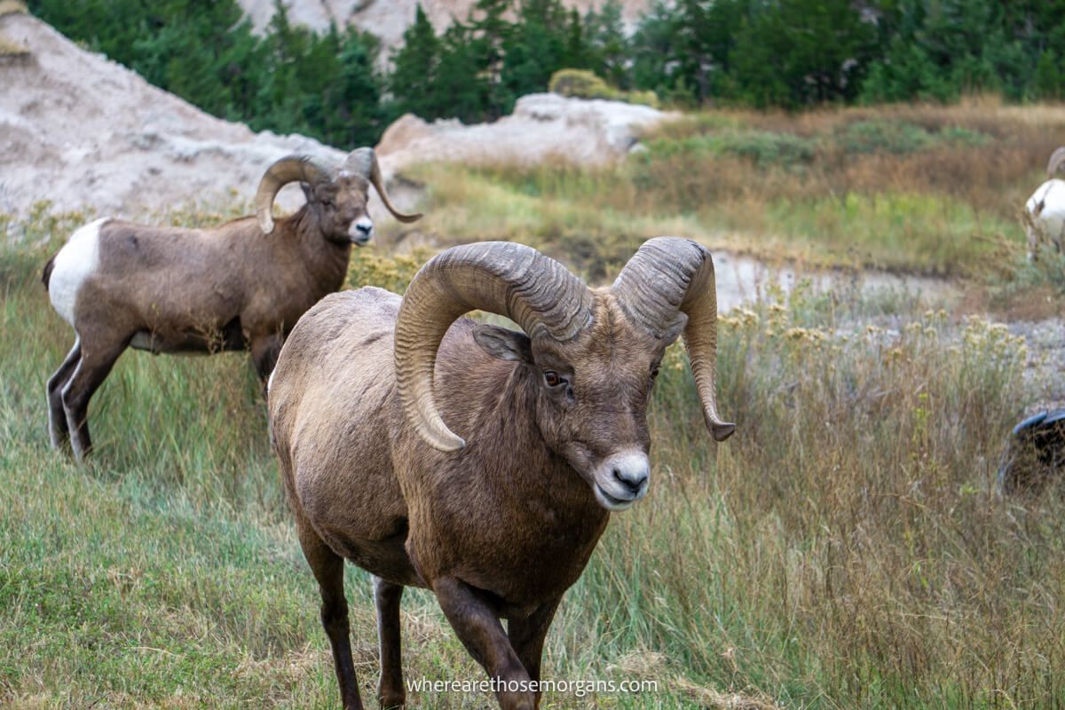 Two bighorn sheep walking on the side of the road in South Dakota