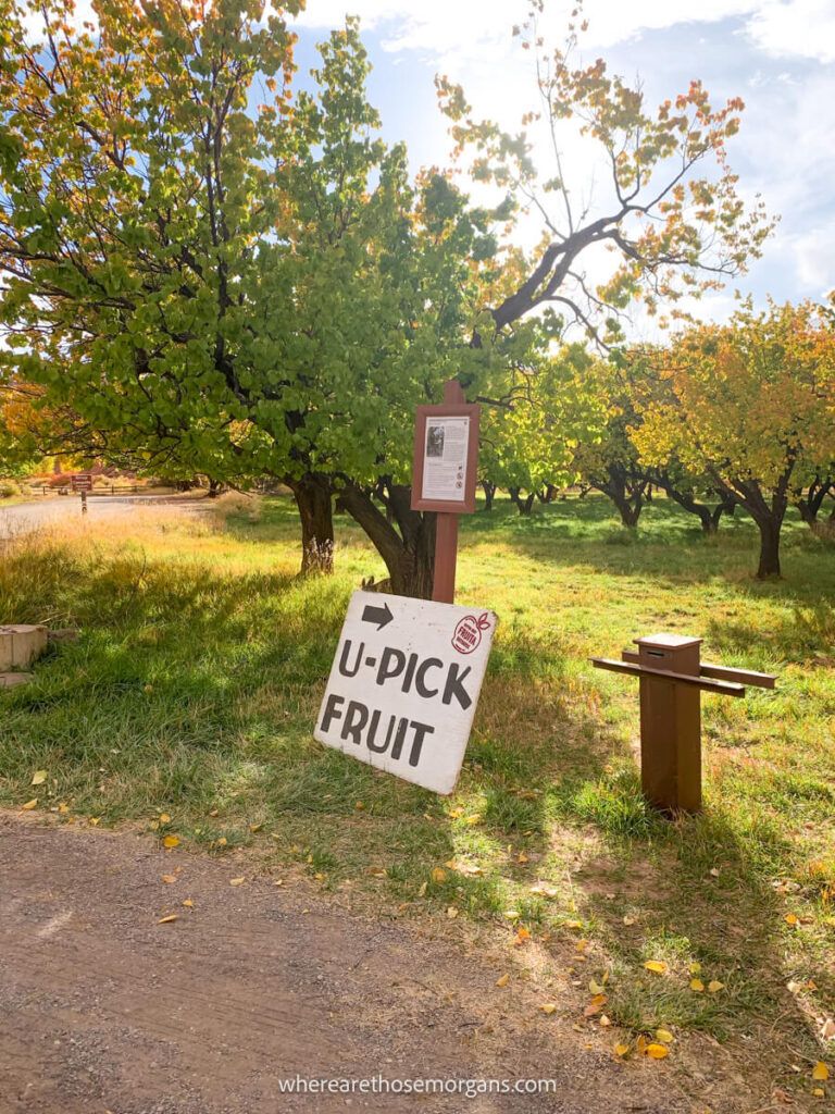 White sign in an orchard displaying the words you pick fruit