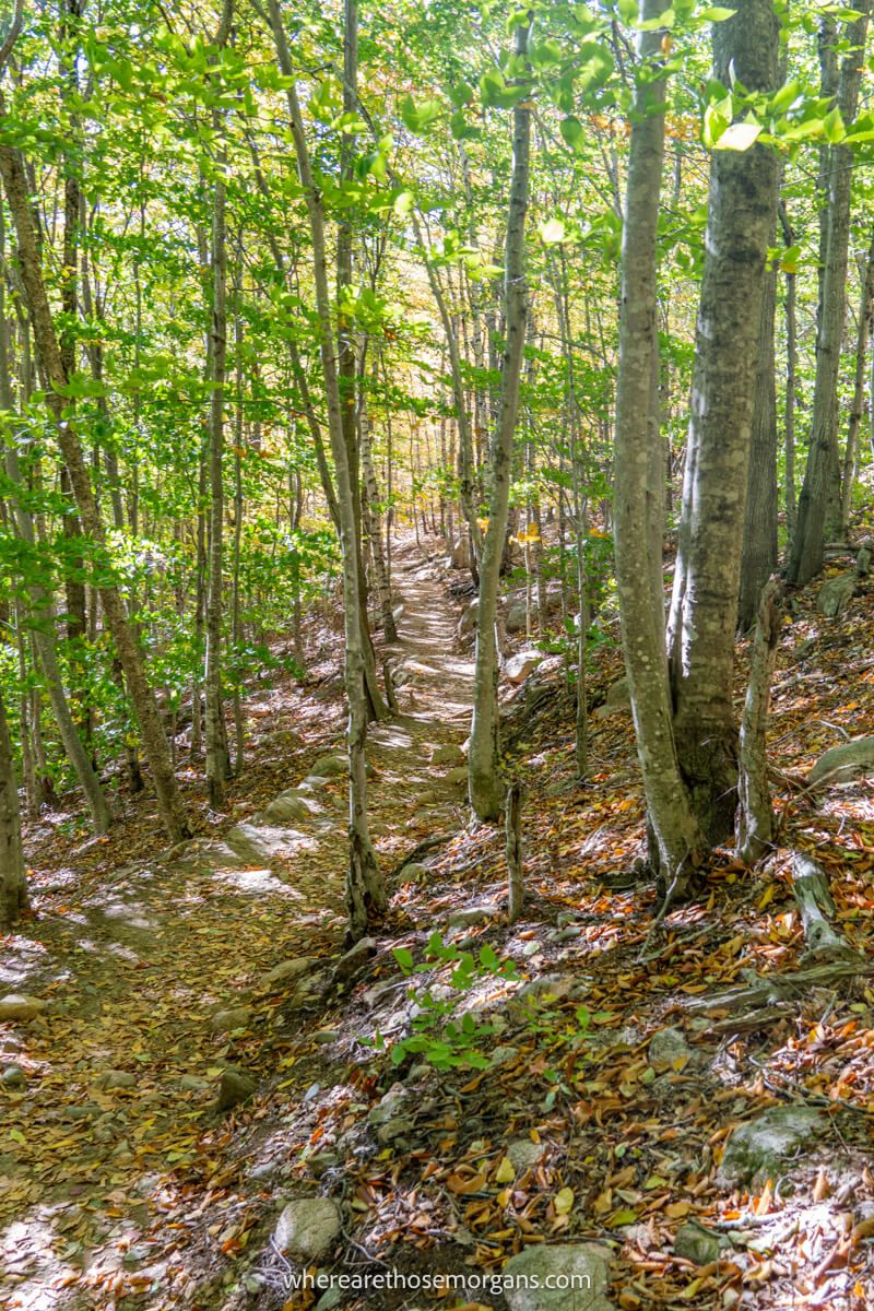 Narrow forest trail cutting through a light forest with lots of leaves on the ground