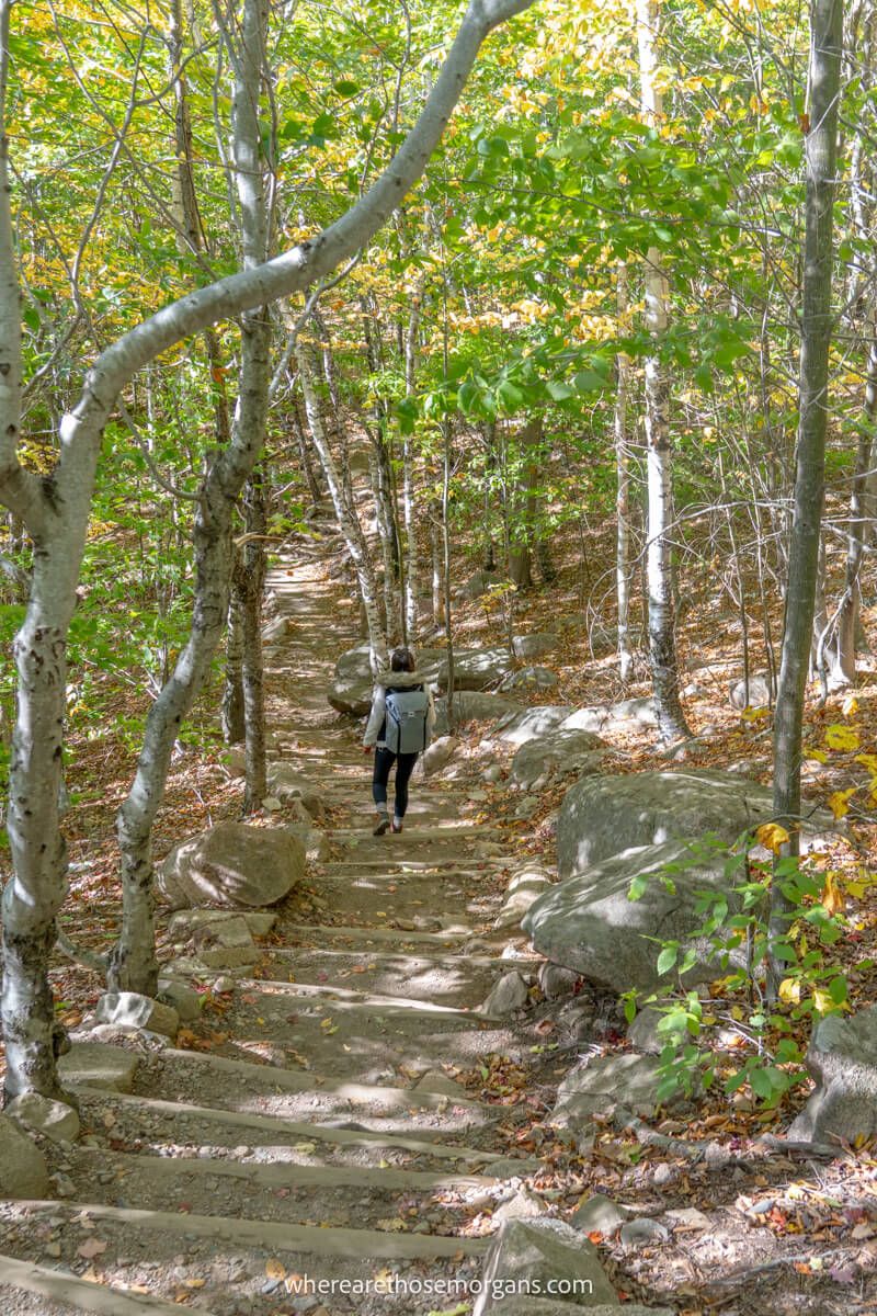 Hiker walking alone down a long series of steps in a light forest