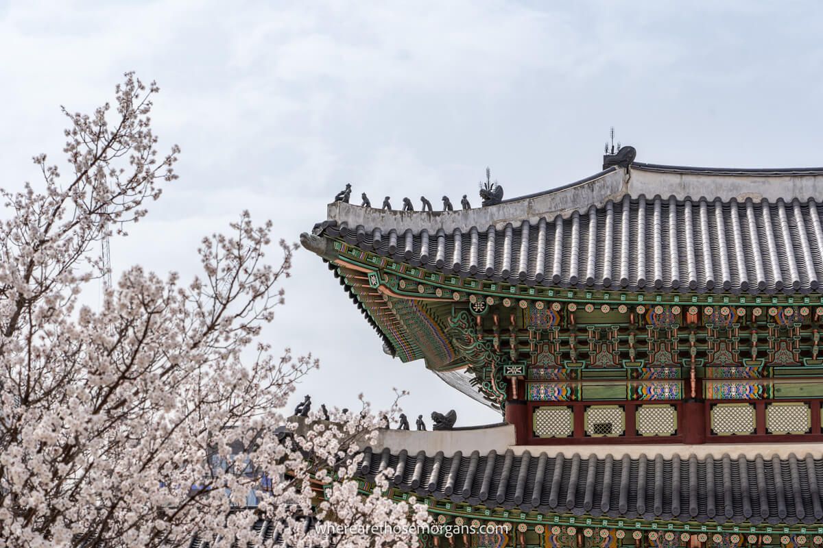 Light pink cherry blossoms and an old palace building in Seoul