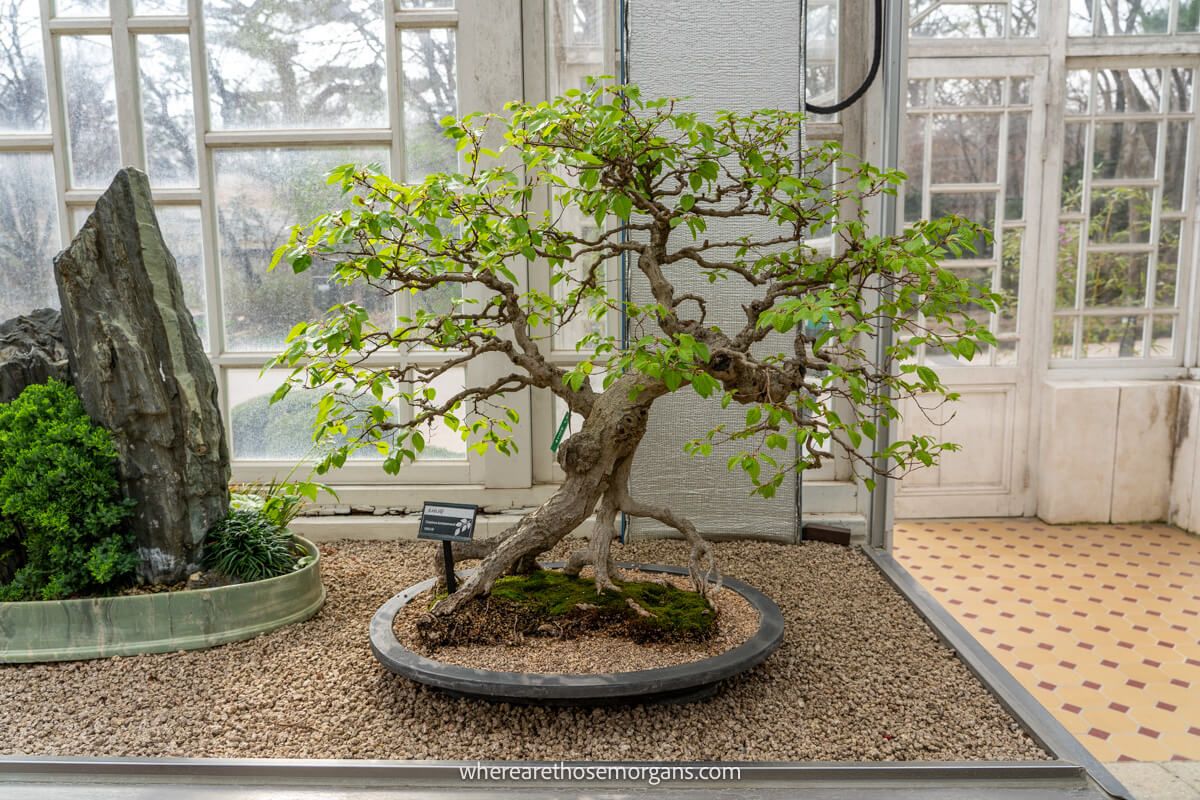 A small bonsai tree with green leaves inside a greenhouse
