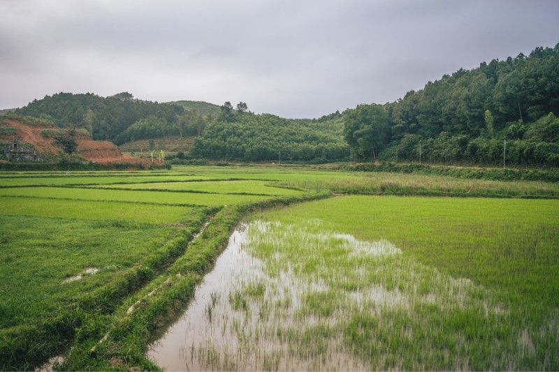Rice paddies at Bong Lai valley in Vietnam