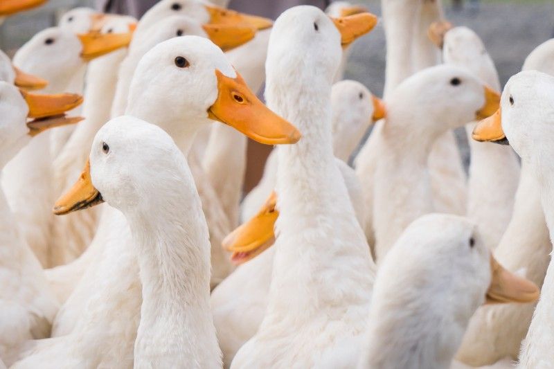 A flock of white ducks