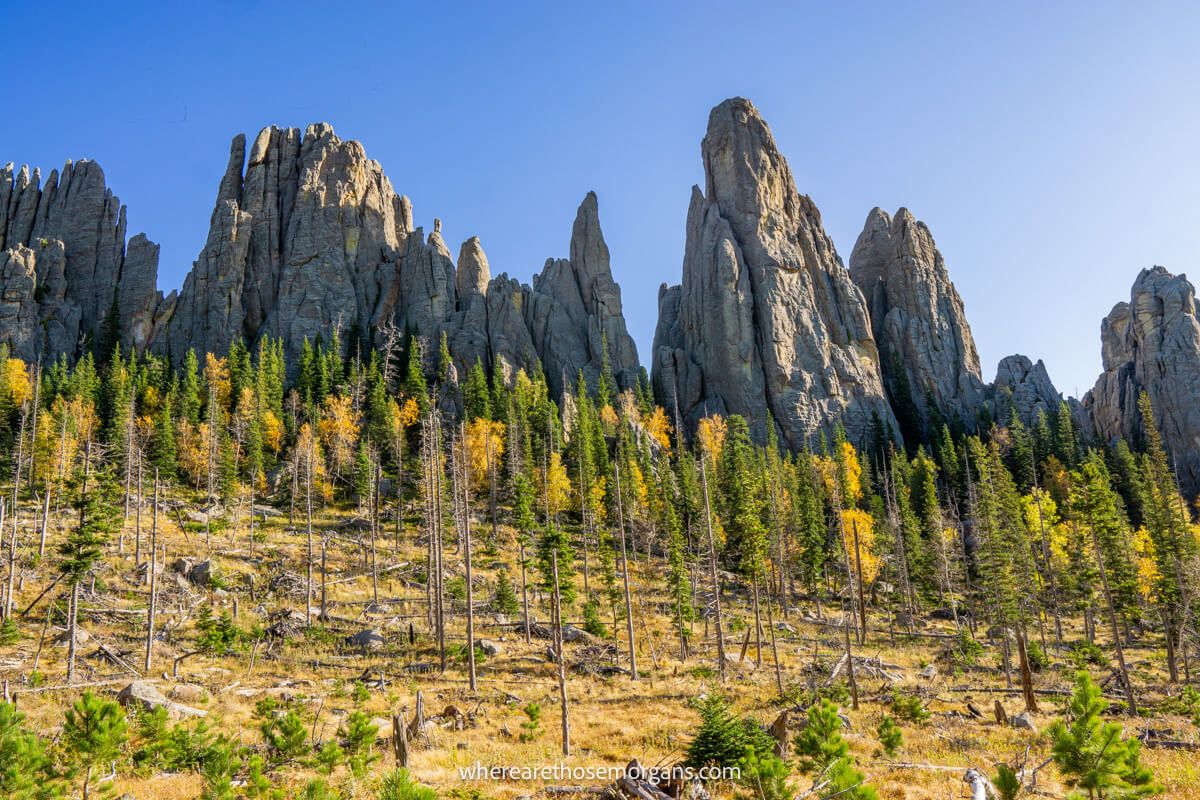 Tall granite rocks towering into the sky behind green and golden leaves on trees on a sunny day with deep blue sky in Custer State Park SD