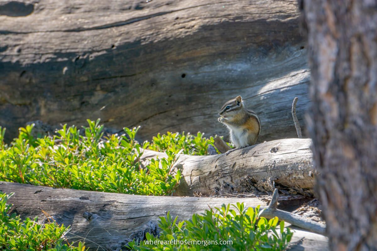 Small chipmunk sat on a log with larger logs surrounding and green vegetation