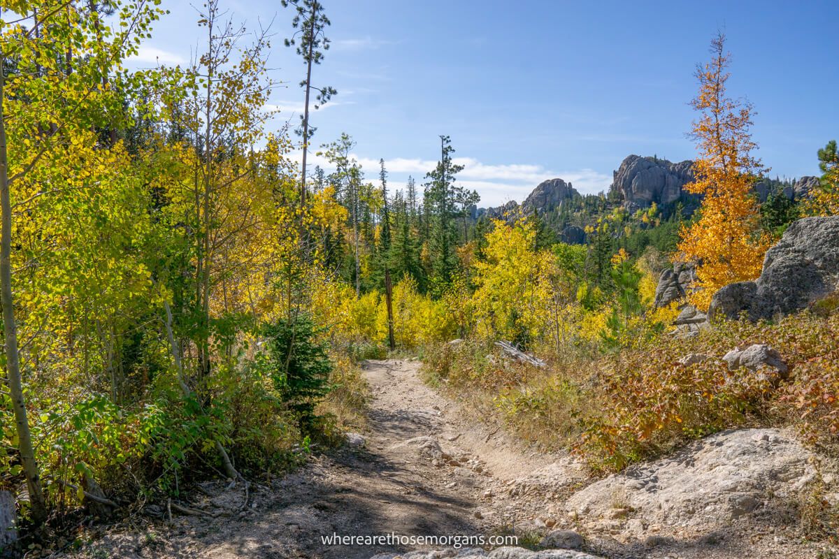 Vibrant fall foliage leaves on a hike in South Dakota's Black Hills on a sunny day