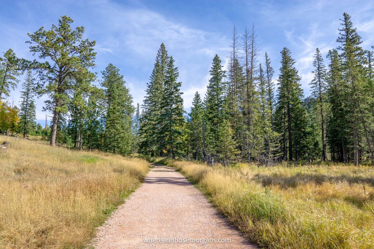 Walking path leading through a meadow to tall evergreen trees and a blue sky