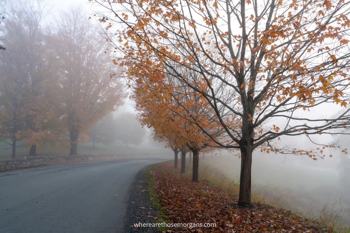 An eerie and foggy morning along the river with orange fallen leaves in Woodstock