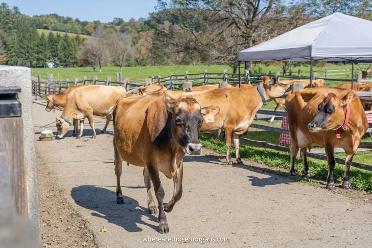 Several Jersey cows walking back to the barn at the Billings Farm in Vermont