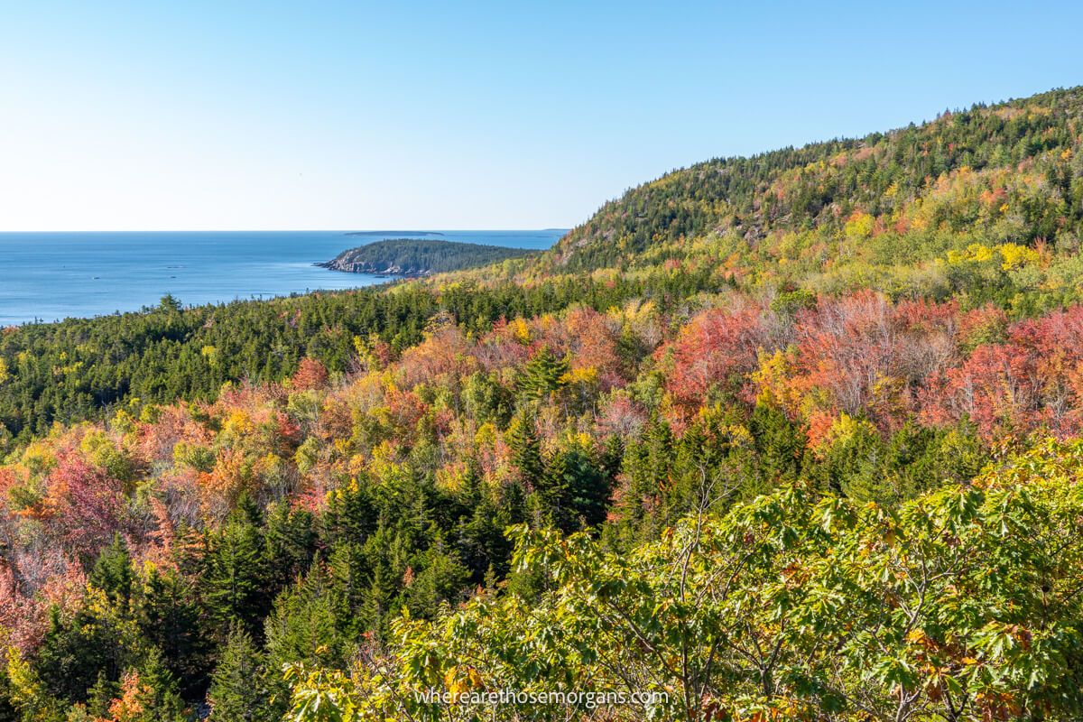 Photo from a viewpoint overlooking trees with vibrant fall foliage and the ocean on a clear day