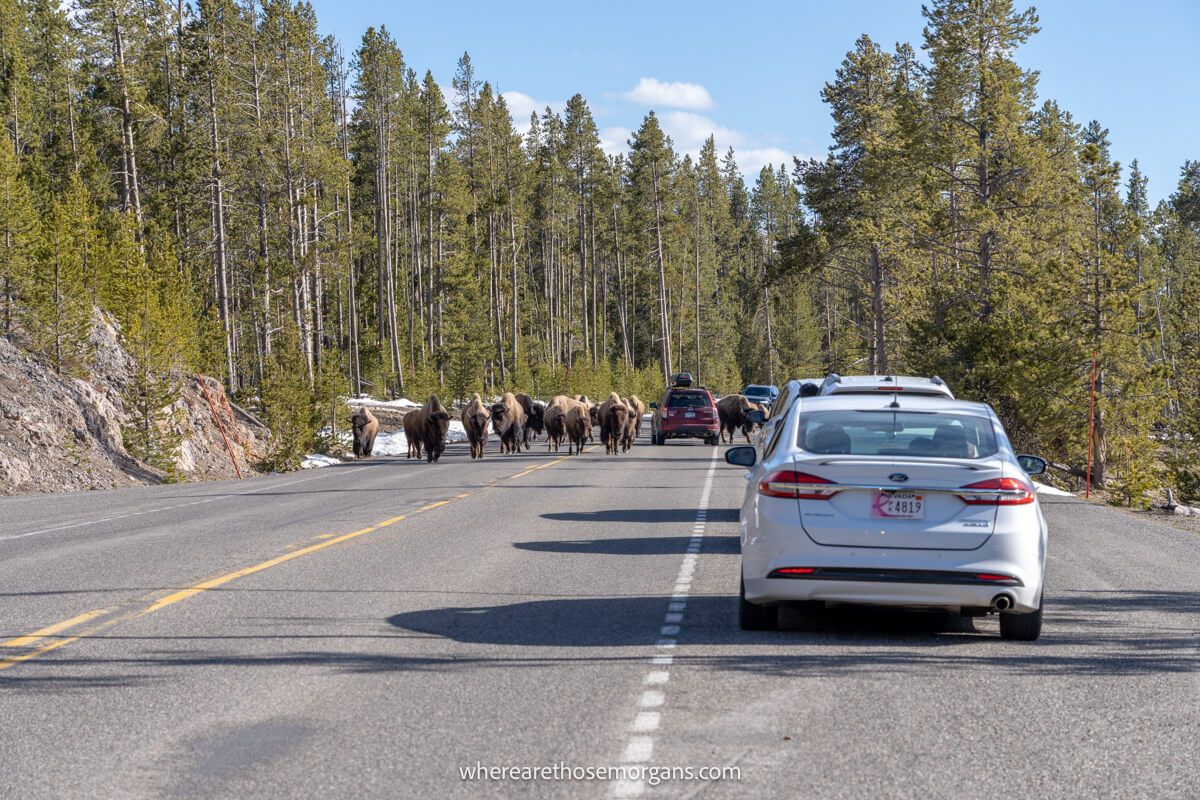 Cars pulled over on a road surrounded by trees to let lots of bison walk up the middle of the road