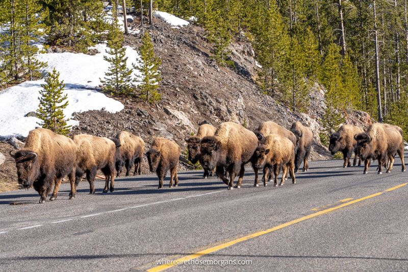 A dozen or so bison walking in a line together on a road next to a hill covered in snow and evergreen trees