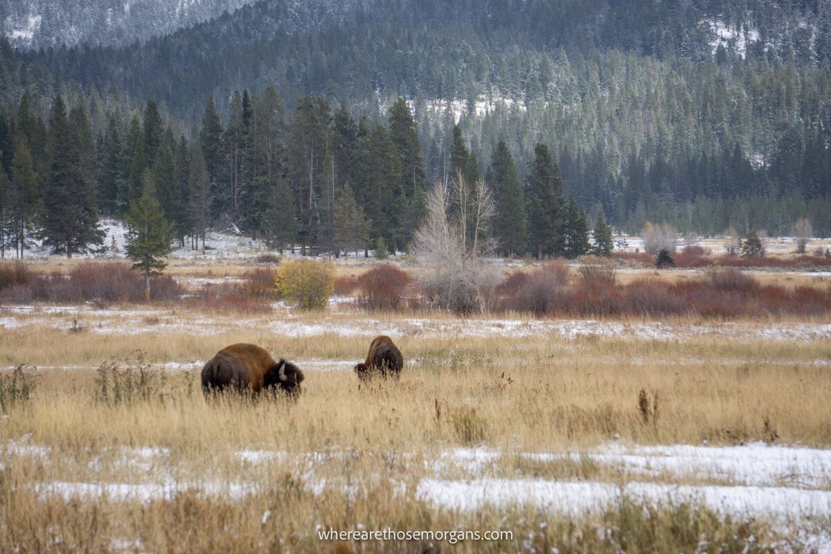 Two bison in the long yellow grass with some snow on the ground in Lamar Valley with lots of trees on a hillside in the distance