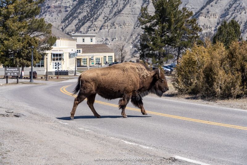 Lone bison walking through a touristy village in Yellowstone National Park