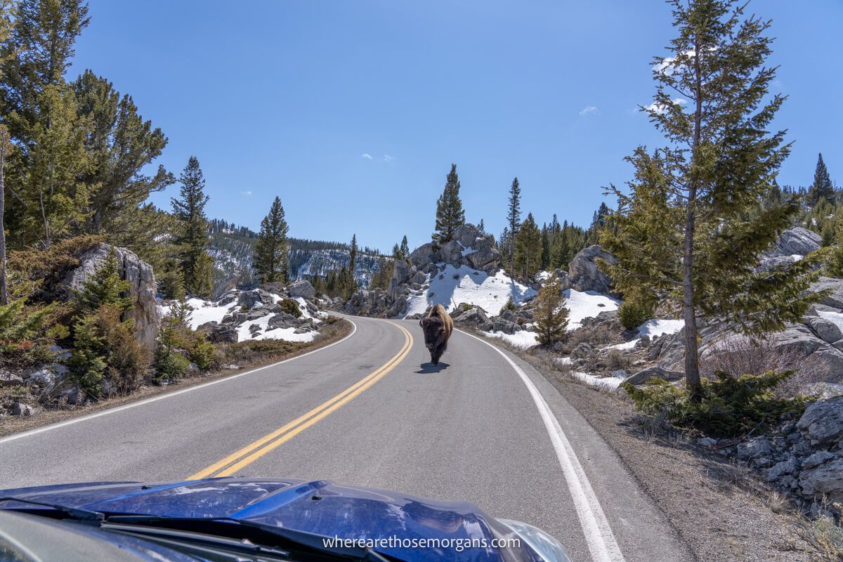 Photo taken from a car looking down a road at a bison walking in the middle of the road with trees on either side and a clear sky