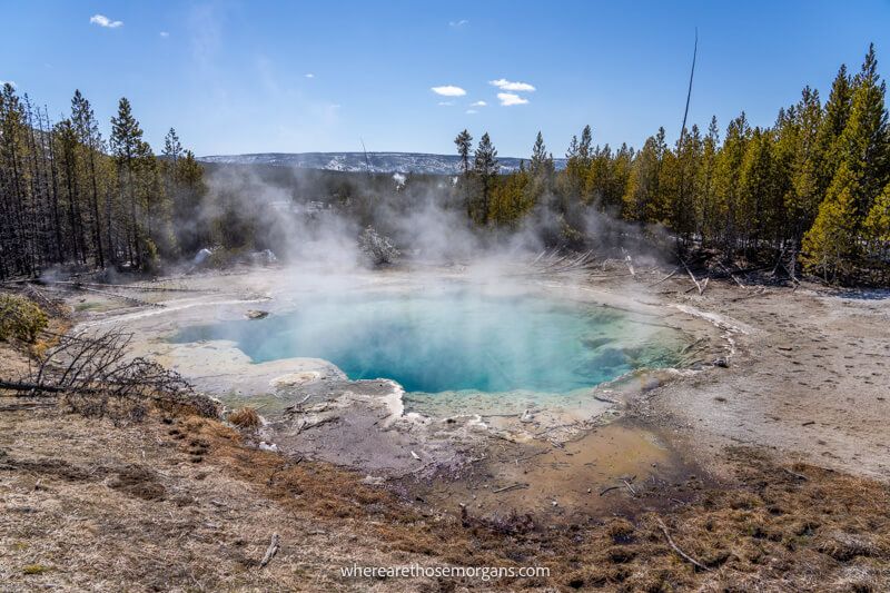 Small blue hot spring surrounded by trees in Yellowstone National Park