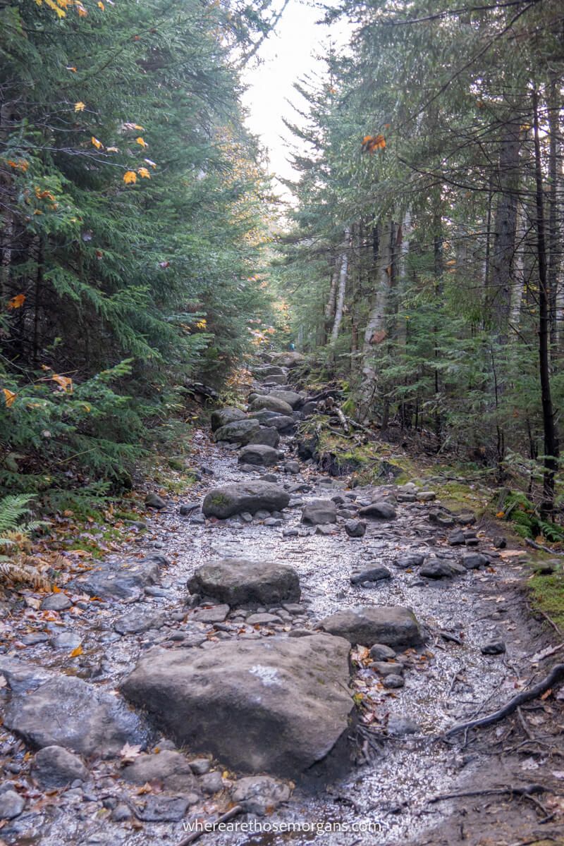 Rocky and wet hiking trail leading through trees on a bright day