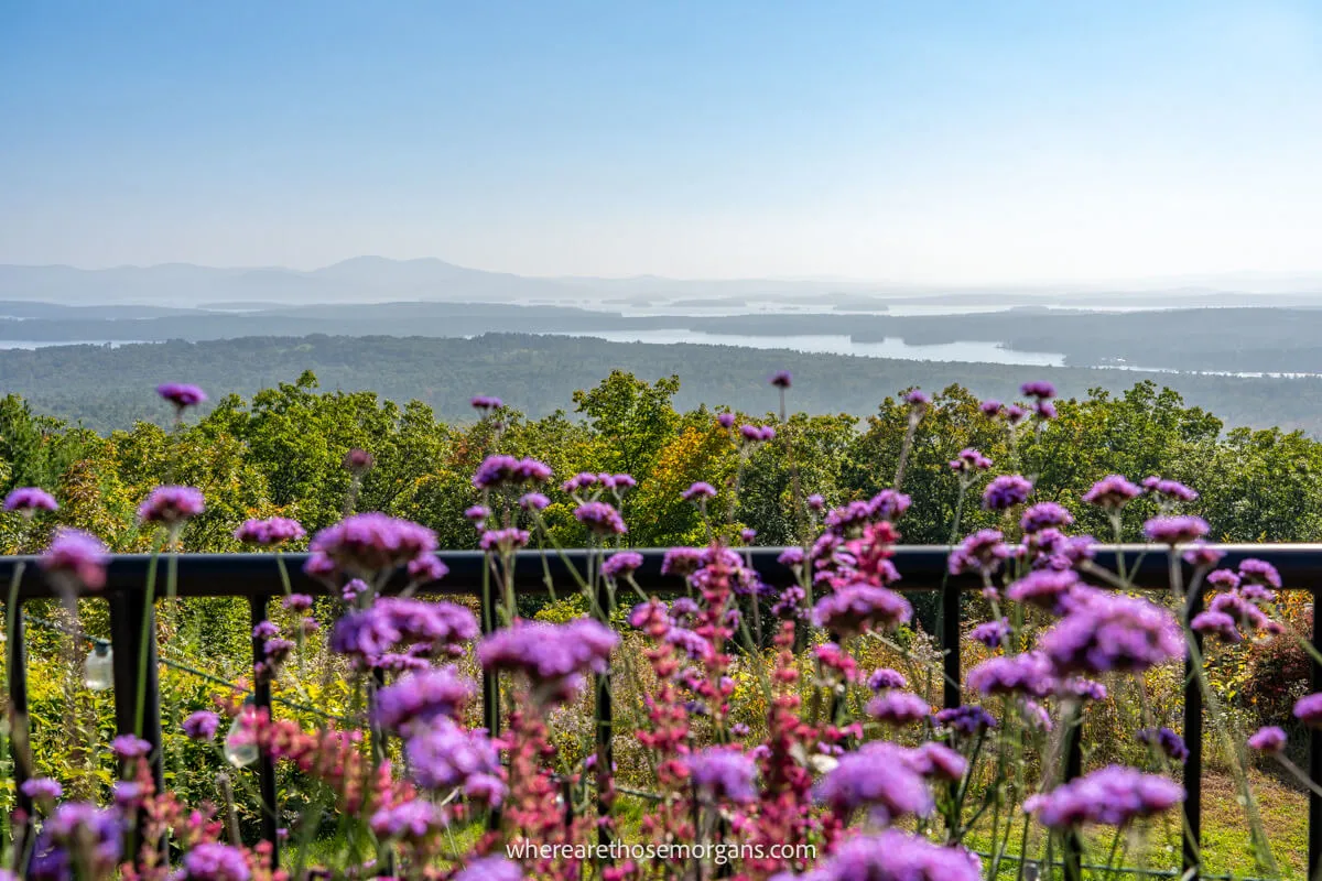 Purple flowers, trees and far reaching views over Lake Winnipesaukee in New England on a sunny day in the fall