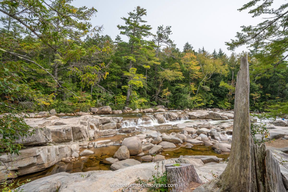 Lots of trees, rocks and boulders with light water running through the rocks