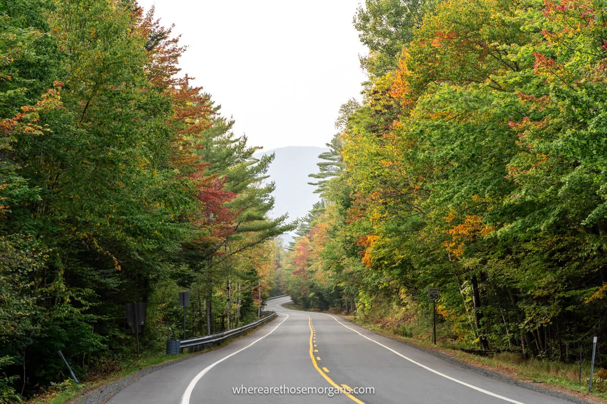 Empty road carving through trees with green, yellow and red leaves