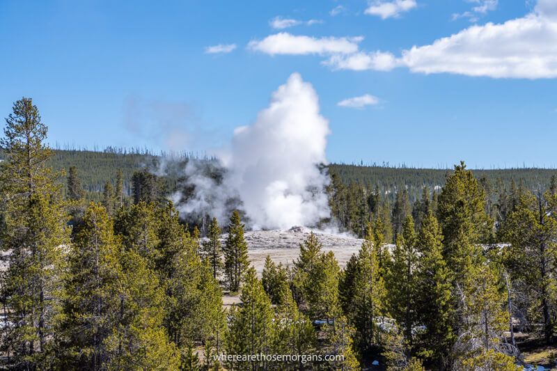 Open landscape filled with evergreen trees with an opening in the middle and steam coming out of the ground