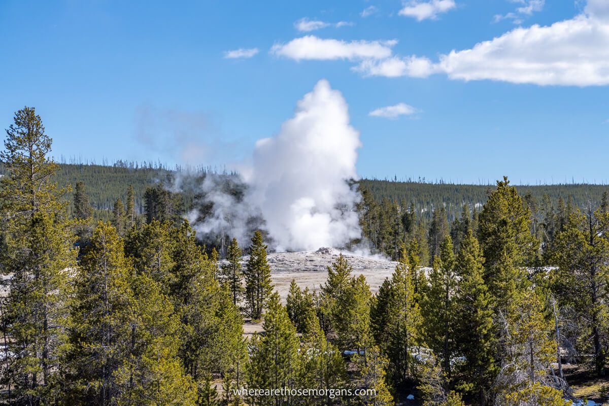 Old Faithful geyser erupting and billowing in the distance behind lots of evergreen trees on a clear and sunny day