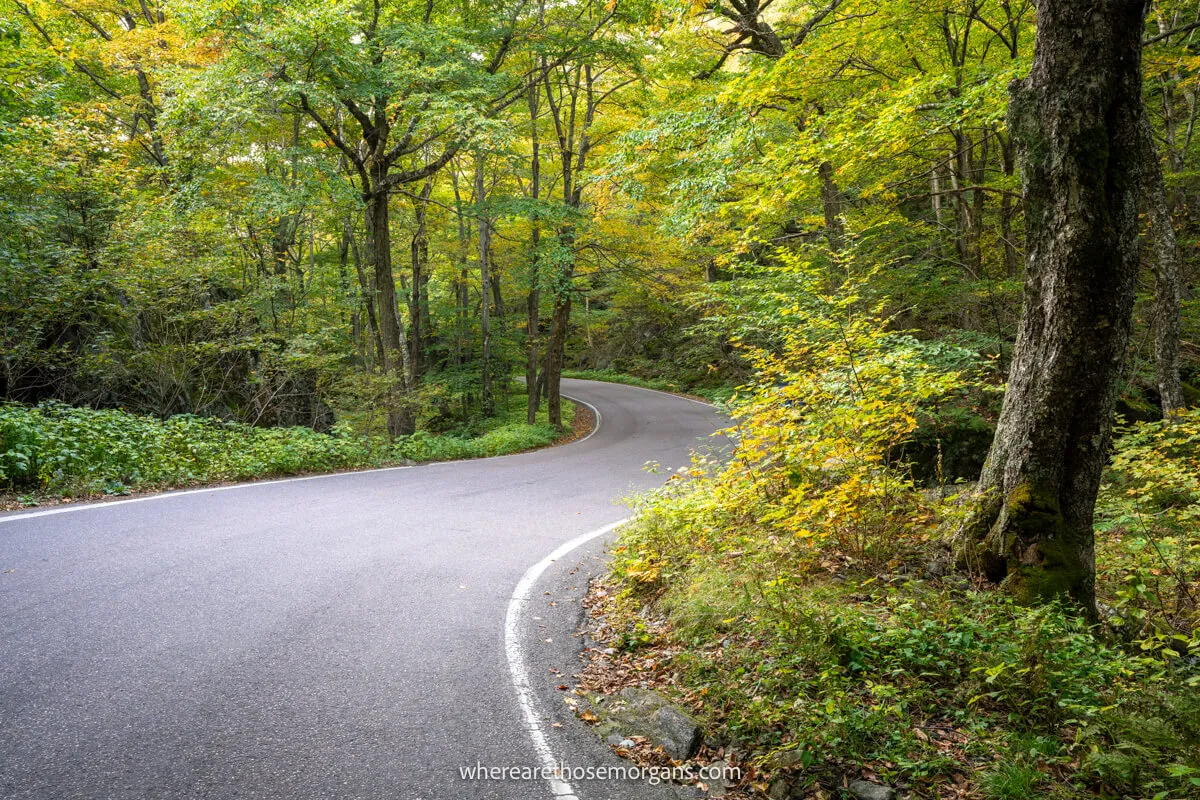 Curving bend in a road carving through a forest with yellow and green leaves