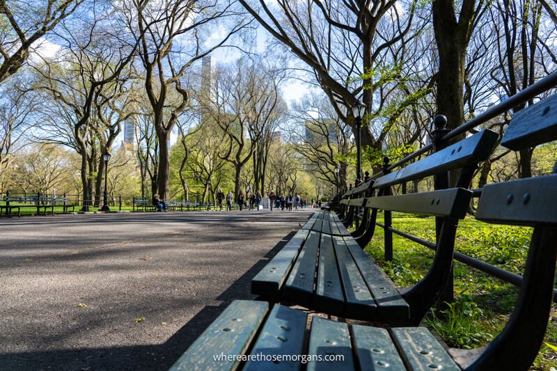 Long row of benches leading through bare trees alongside a path in Central Park