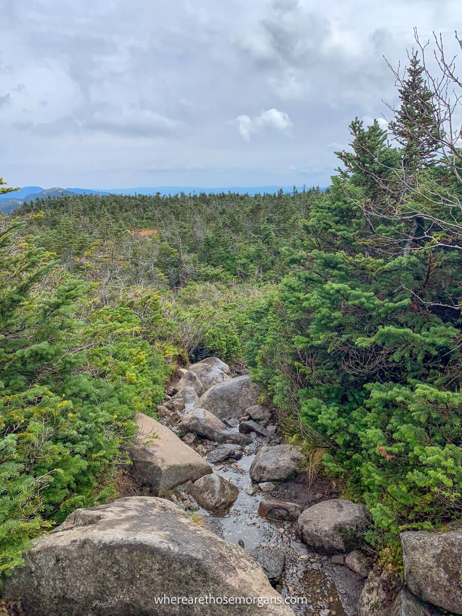 Rocks and boulders on a trail leading into a green forest