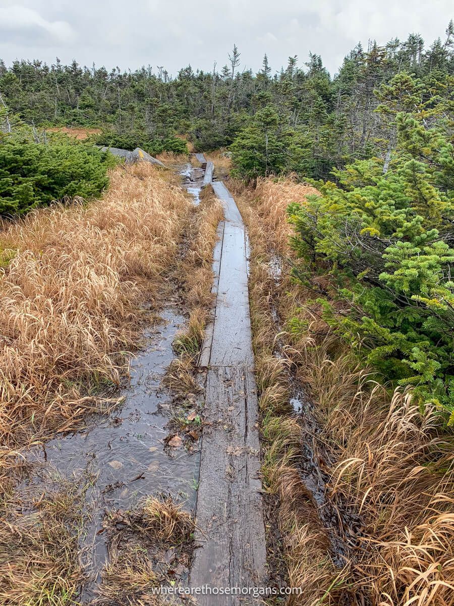 Thin wooden planks running through a swampy grass area near the top of Mount Marcy in Upstate NY