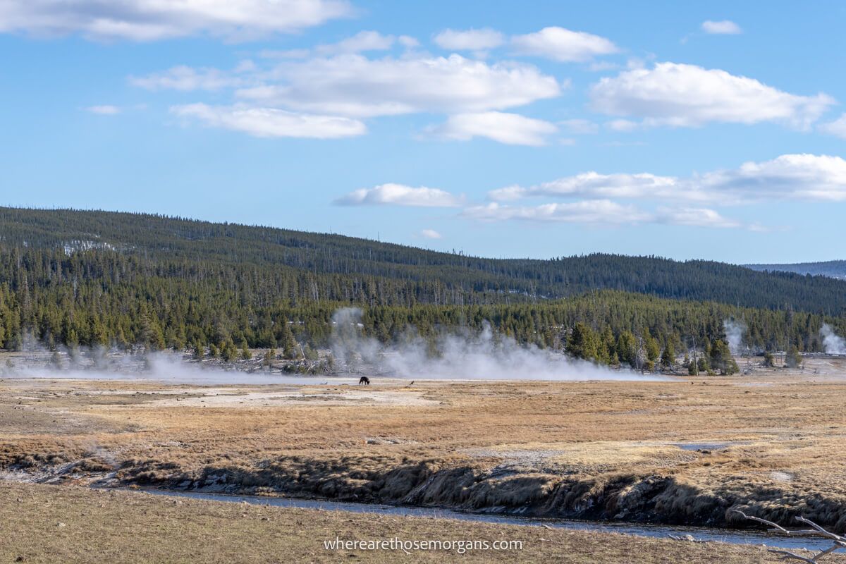 Lone wolf in the distance walking out on a meadow with yellow grass, trees behind and light smoke billowing out from a geothermal feature