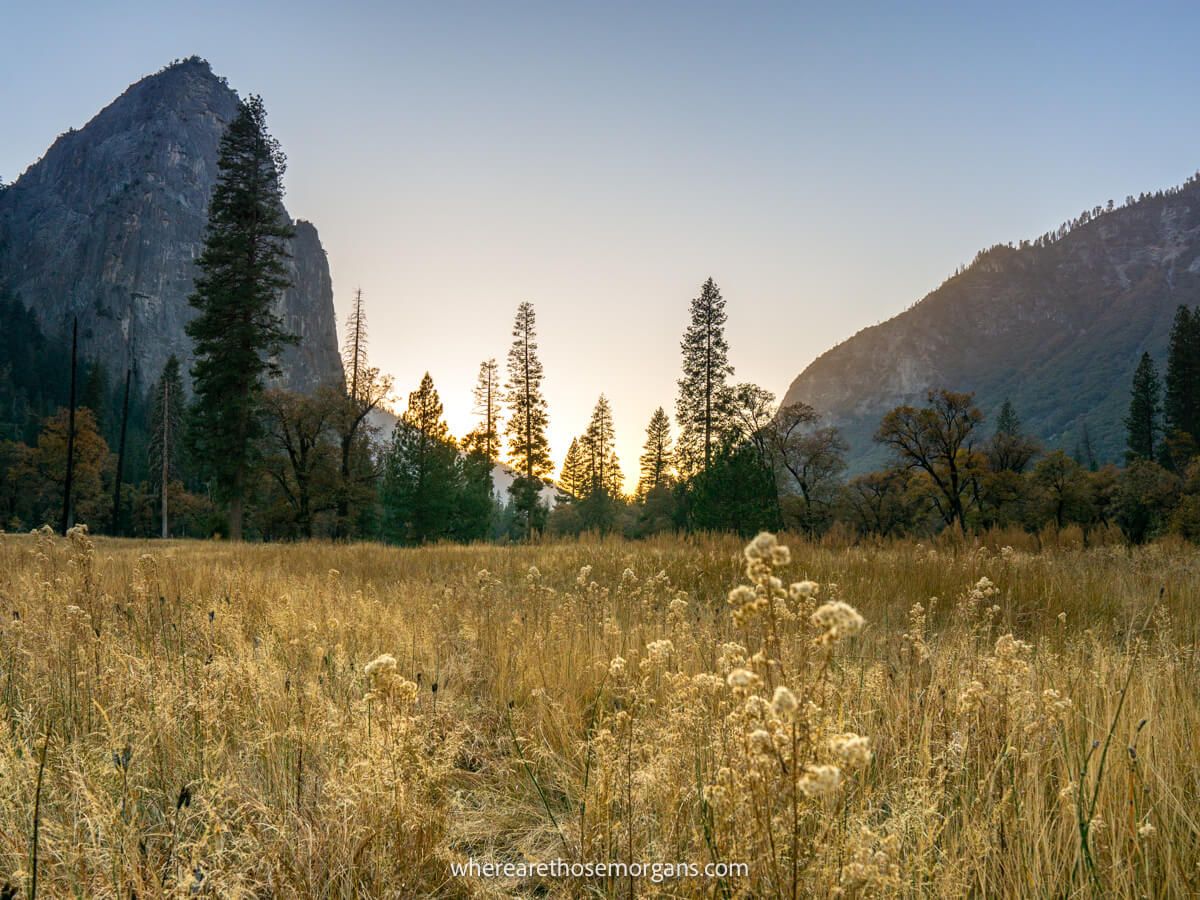 Long golden grass in a meadow leading to silhouetted trees and granite monoliths in Yosemite National Park in October at sunset