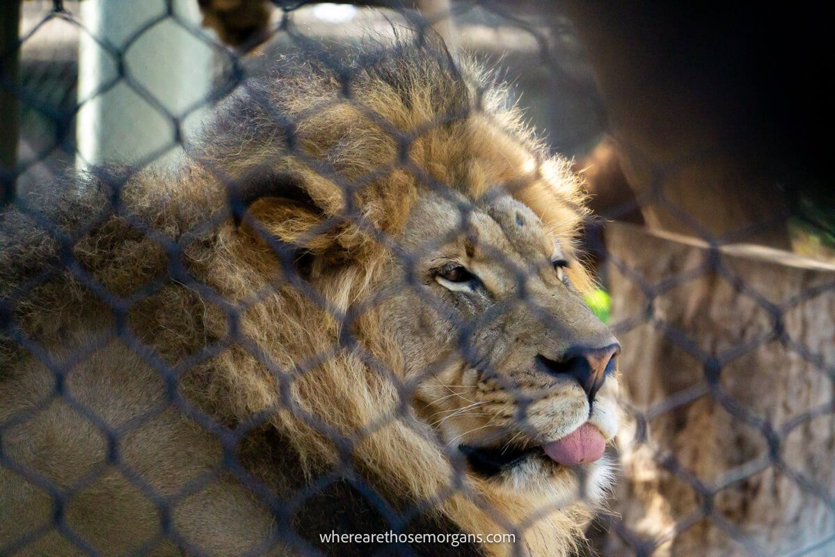 Close up view of a lion sticking its tongue out