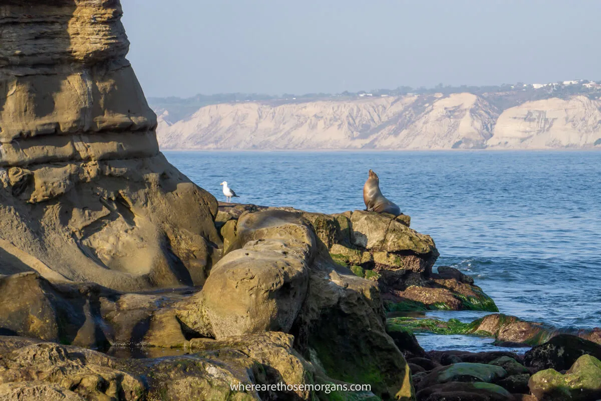 Sea lion and seagull perched on rocks above the waterline with large cliffs in the distance