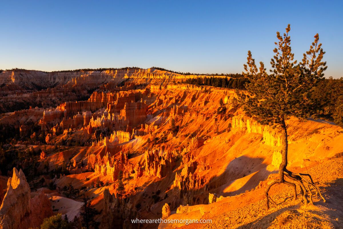 A lone tree perched on top of a rim next to a sloping sandstone landscape with hoodoos and spires glowing orange and red at sunrise from Sunrise Point photo spot in Bryce Canyon National Park