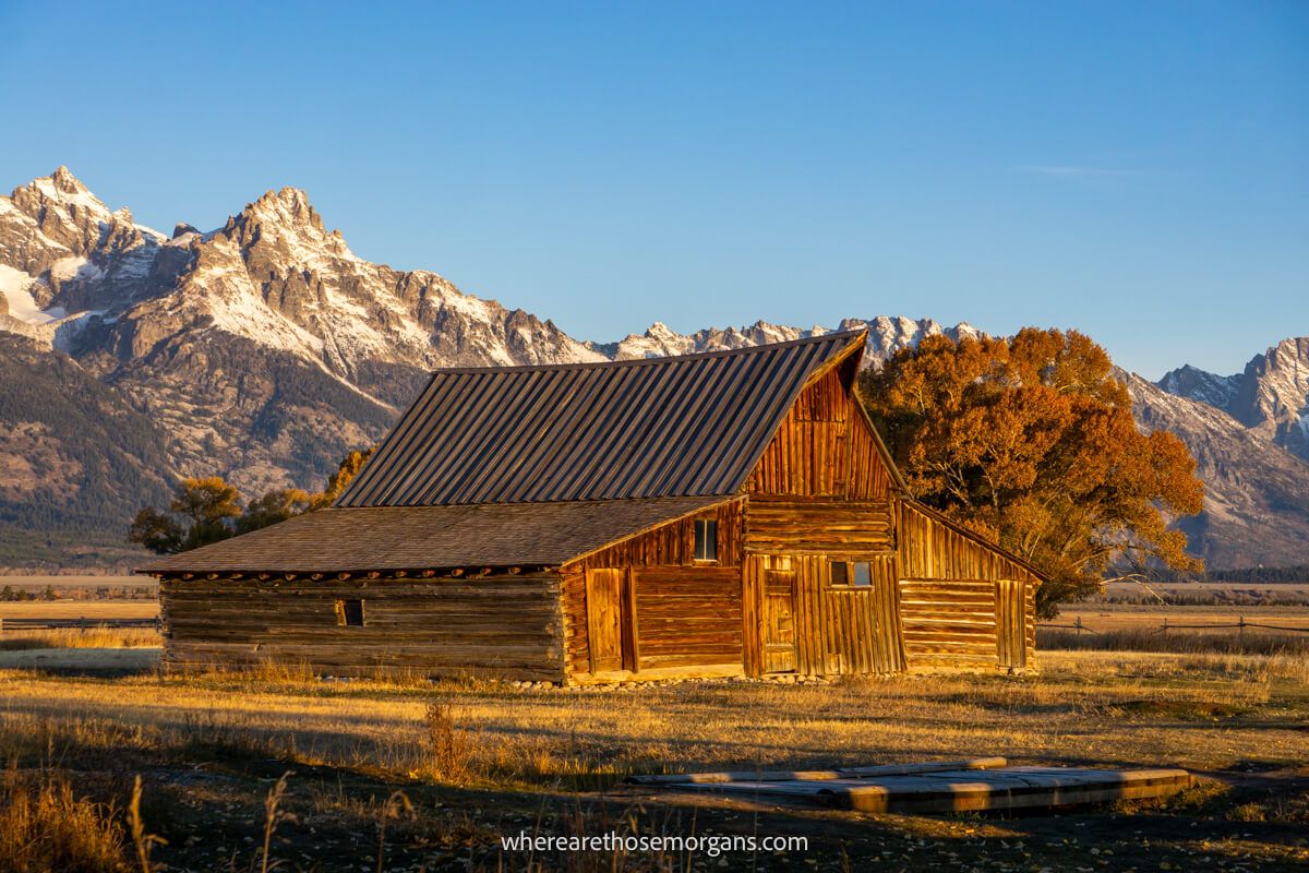 Close up photo of a wooden barn being lit up at sunrise on Mormon Row in a wide open grassy landscape with snow capped mountains in the background on a clear morning