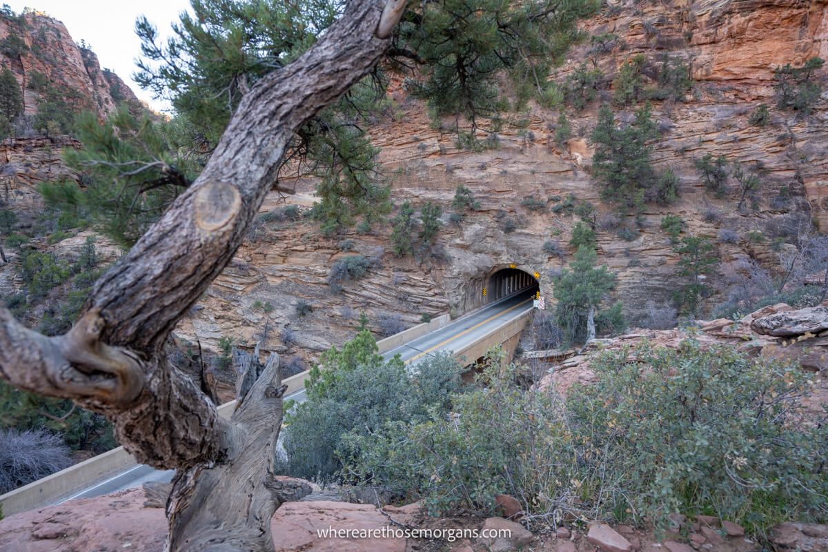 Photo of a road leading into a tunnel built into a red rock formation with a tree in the foreground