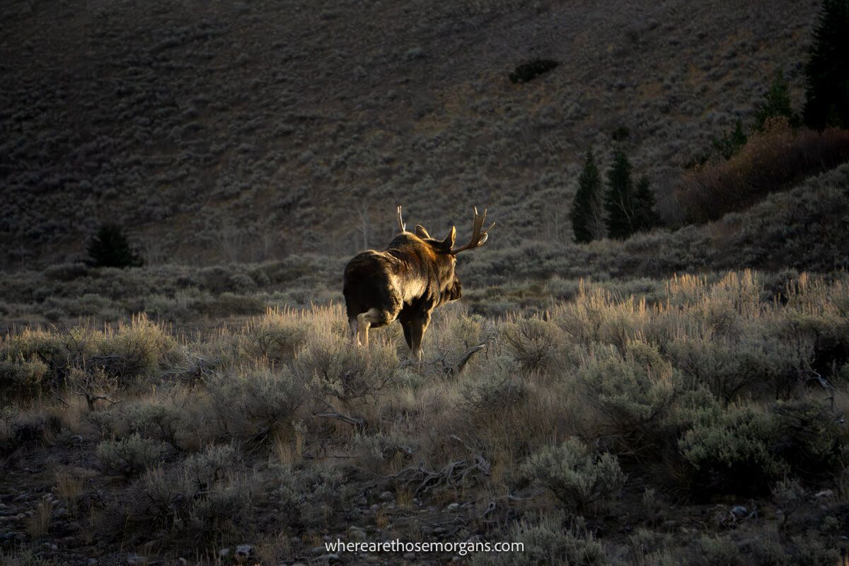 A moose walking away from the camera but captured in a patch of light in an otherwise dark and shadowy meadow at dawn