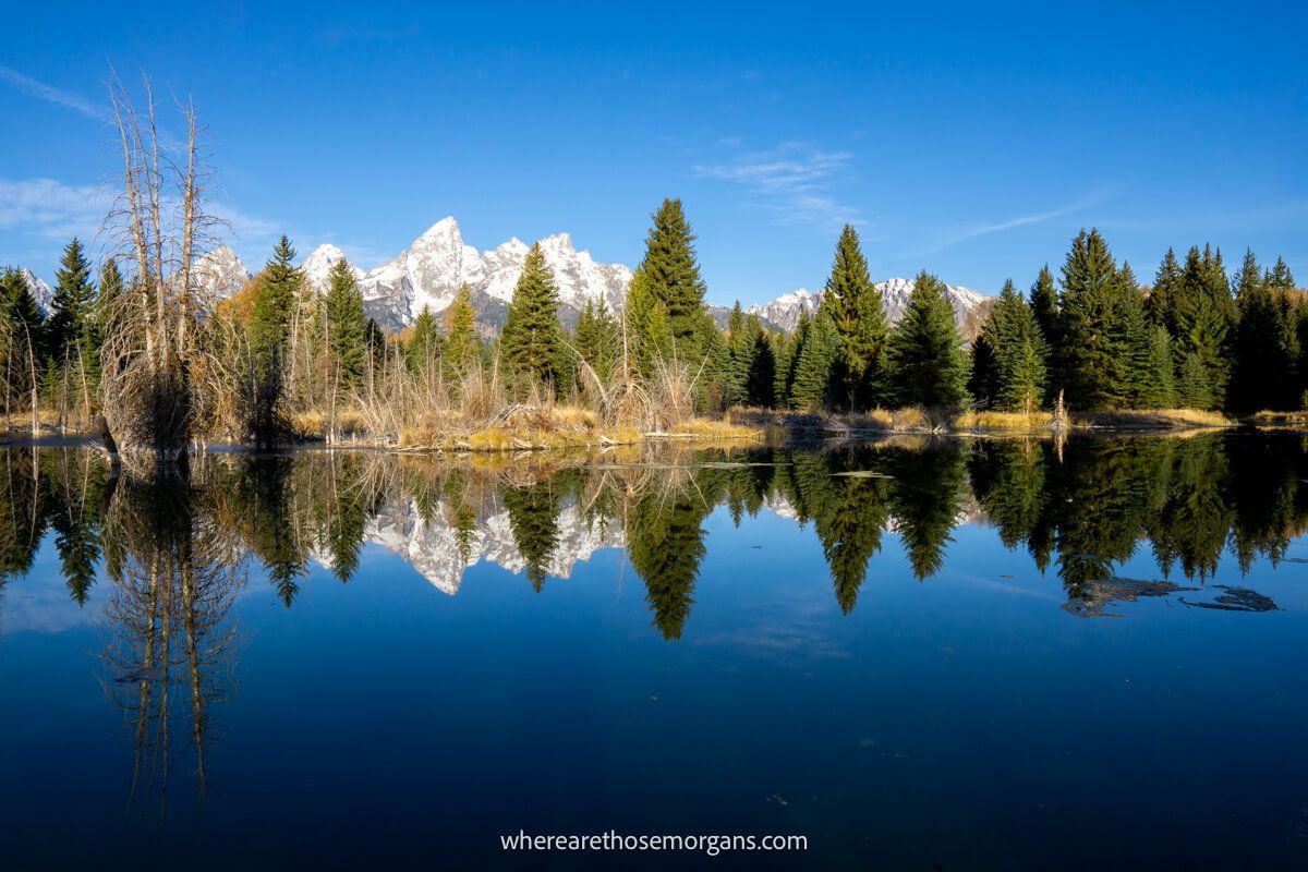 Trees and mountains reflecting in a mirror-like river at dawn at Schwabacher Landing in the Tetons