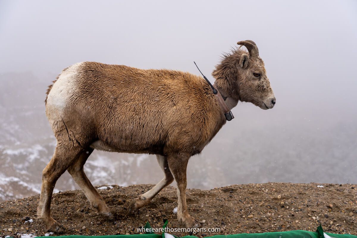 Photo of a bighorn sheep standing on the edge of a road in Badlands National Park with snow on the ground