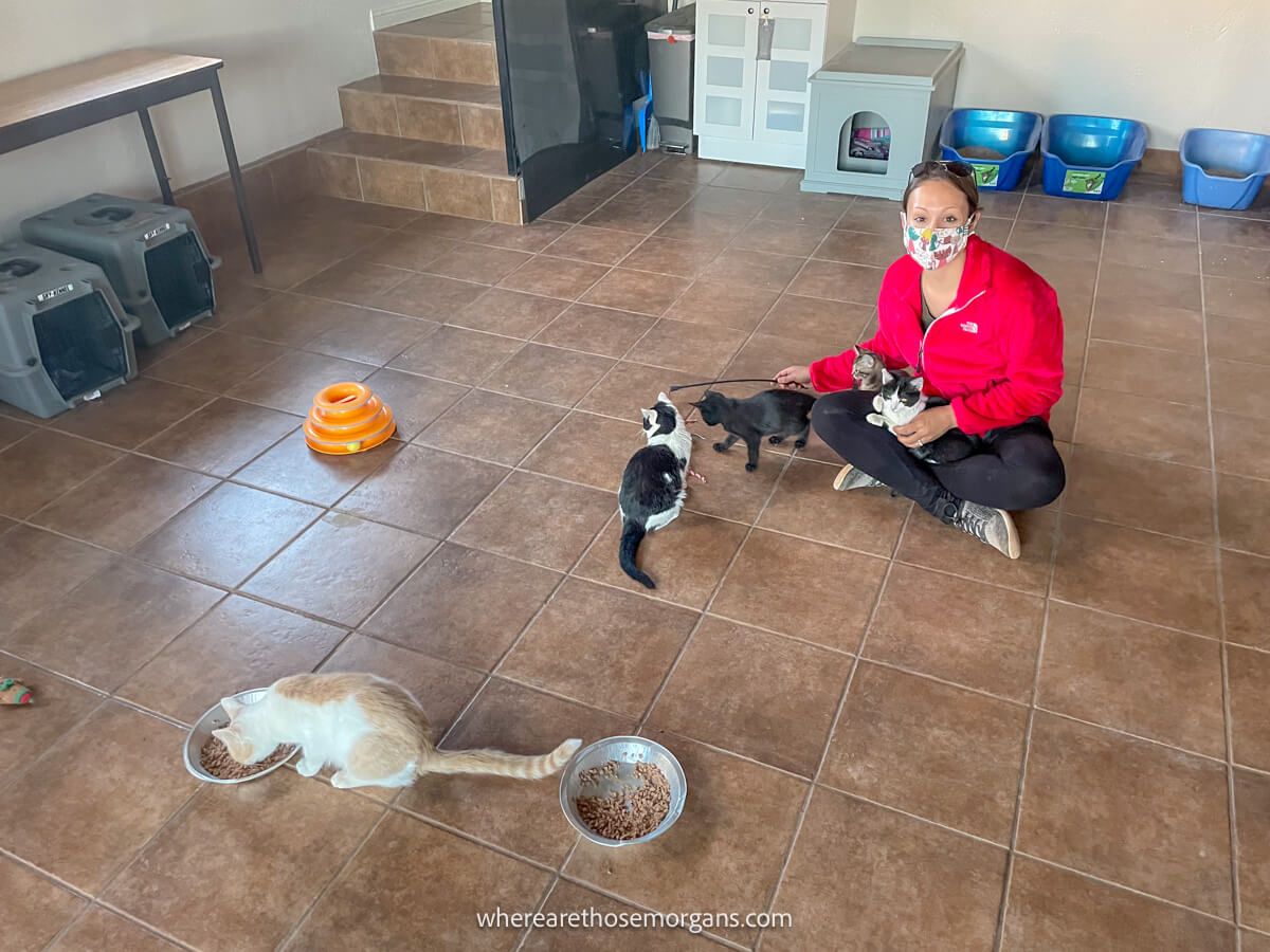 Person sat on a tiled floor with red coat and face mask, playing with lots of cats in a cat sanctuary