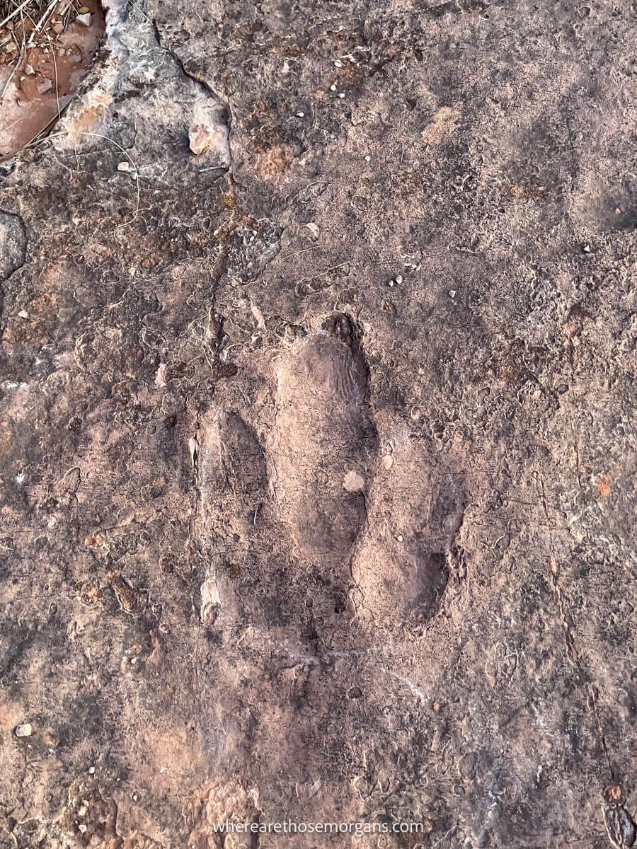 Deep print of a dinosaur foot embedded into rock