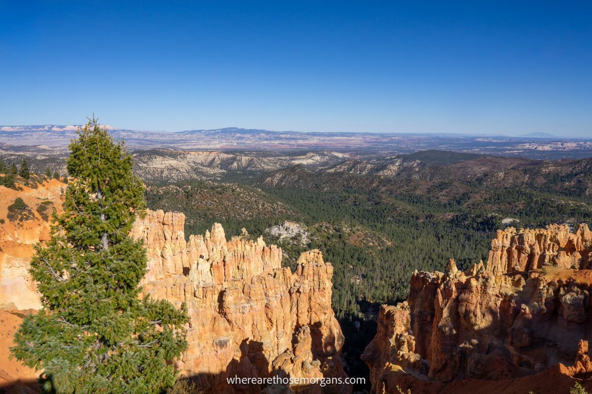 Sandstone rock formations and a tree in the foreground leading to a wide open valley floor filled with ponderosa trees on a clear day with blue sky at Ponderosa Point photo spot in Bryce Canyon National Park